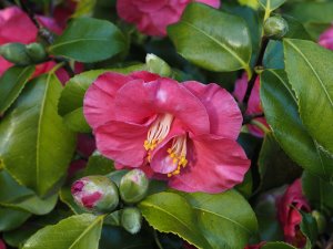 Camellia ‘Lady Saumarez’