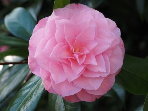 Camellia ‘Chatsworth Belle’