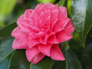 Camellia ‘Spring Formal’