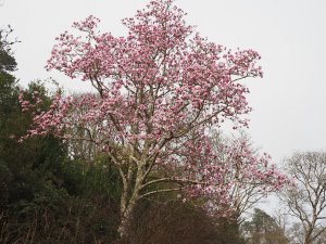 Magnolia ‘Caerhays Belle’ seedling