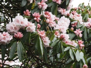 Rhododendron ‘Assaye’
