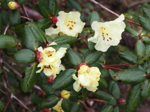 Rhododendron sulphureum