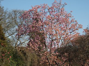 magnolia on from the Rockery