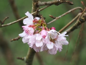 Prunus nipponica var. kurilensis ‘Brilliant’