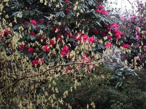 Corylopsis spicata and Rhododendron ‘Cornish Red’