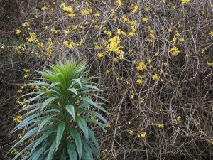 Echium pininana and Forsythia x intermedia ‘Lynwood’