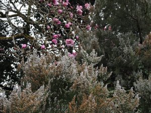 Erica arborea showing a little frost damage and Magnolia ‘Caerhays Belle’