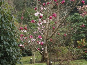 Magnolia campbellii ‘Darjeeling’ and Magnolia ‘Caerhays Belle’
