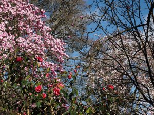Magnolia ‘Philip Tregunna’
