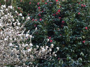 Magnolia x loebneri ‘Merrill’ and Camellia japonica