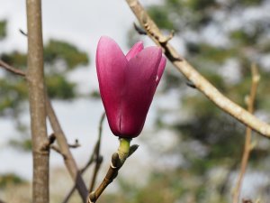 Magnolia sprengeri ‘Diva Westonbirt’