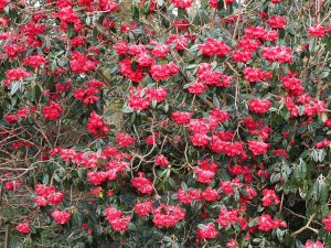 Rhododendron arboreum ssp. zaylanicum (?)