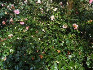 Camellia x williamsii ‘Burncoose Apple Blossom’