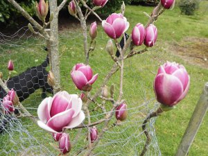 Magnolia ‘Black Tulip’ x Magnolia ‘Pickard’s Ruby’