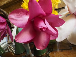 Magnolia ‘Lanarth Surprise’