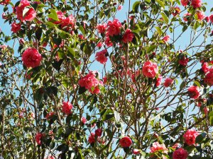 Camellia reticulata ‘Buddha’