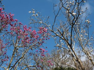 Magnolia ‘Bishop Michael’ together with Magnolia campbellii alba