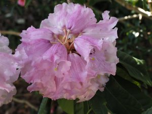 Rhododendron monstroseanum