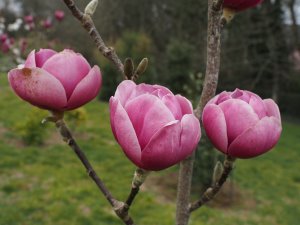 Magnolia ‘Vulcan’ x Magnolia ‘Black Tulip’