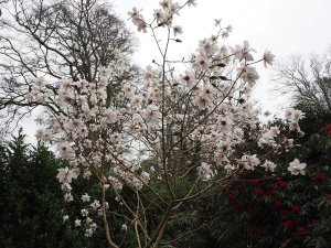 Magnolia mollicomata ‘Burncoose Tennis Court’