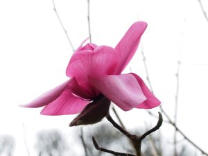 magnolia hybrid