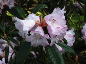 Rhododendron gingongshanicum
