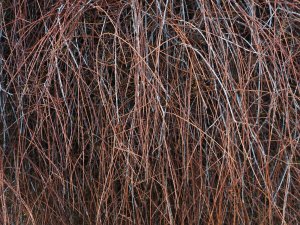 Prumnopitys taxifolia