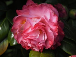 Camellia ‘Nuccio’s Jewel’