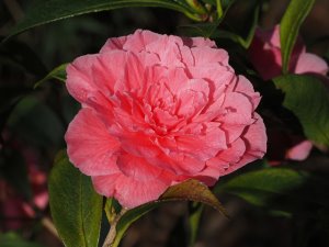 Camellia reticulata ‘Valentine Day’