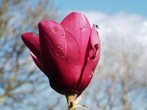 Magnolia ‘Black Tulip’ x Magnolia ‘Caerhays Surprise’