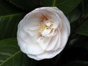 Camellia ‘Duchess d’Orleans’