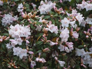 Rhododendron ‘Cillicalyx’