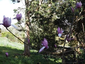 Magnolia ‘Darkest Purple’ x Magnolia campbellii ‘Betty Jessel’