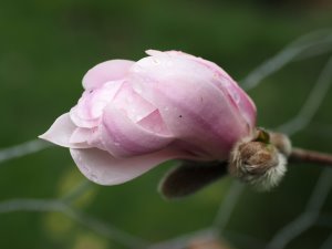 Magnolia x loebneri ‘Champaign’