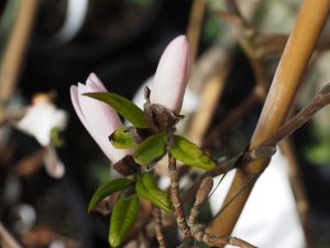 Magnolia x loebneri ‘Pink Stardust’
