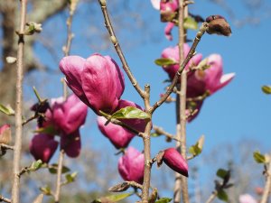 Magnolia ‘Rose Marie’ x Magnolia ‘Black Tulip’