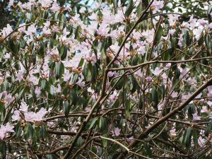 Rhododendron wilsonae