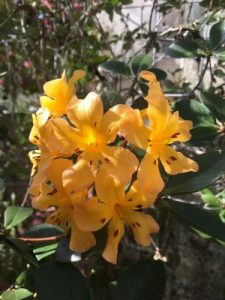Rhododendron magregoriae