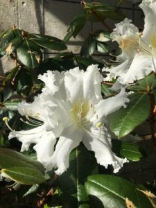 Rhododendron veitchianum