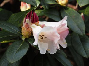 Rhododendron ‘Countess of Haddington’