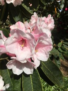 hybrid between Rhododendron ‘Titness Park’ (a calophytum cross or form I was given by Windsor) and Rhododendron ‘Rebecca’