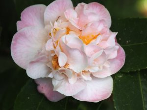 Camellia ‘High Fragrance’