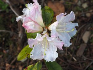 Rhododendron ‘Jim Russell’