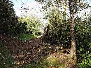laurel hedge cutting