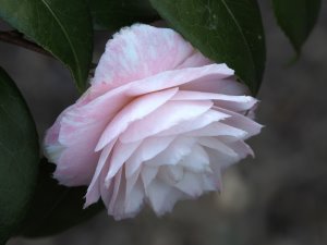 Camellia ‘Grace Albritton’