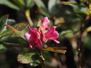 Rhododendron calostrotum?