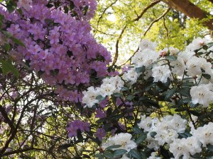 Rhododendron edgeworthii x leucaspis and Rhododendron augustinii