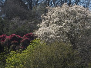 Magnolia veitchii ‘Isca’ and Rhododendron ‘Cornish Red’