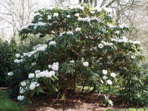 Rhododendron calophytum seedlings