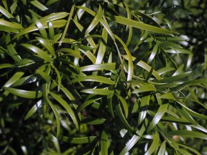 Podocarpus milanjianus